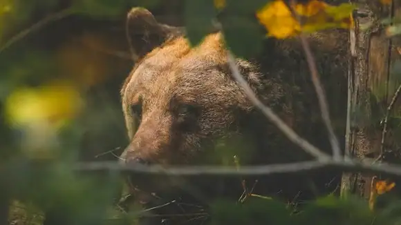 In Greek Mythology, which nymph was transformed into this animal? - Amalthea, Callisto, Arethusa, Syrinx