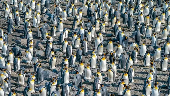 In which community's mythology does this bird play a prominent part? - Inca, Maori, Zulu, Aboriginals