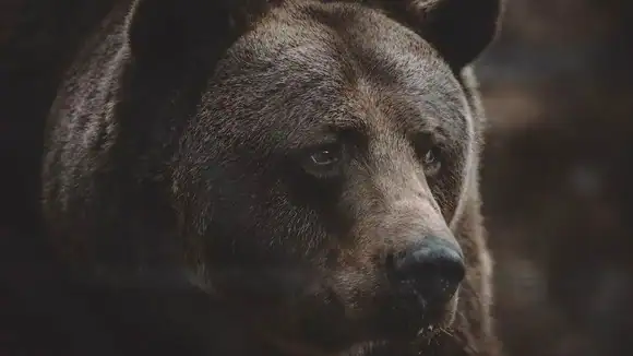 This animal is the national personification of which country? - USA, Russia, Canada, China