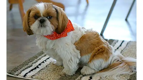 What breed of dog is shown here? - Shih Tzu, Bulldog, Beagle, Dachshund