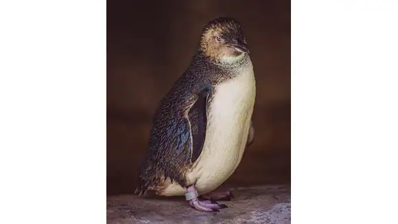 Which species of this bird lives above the equator? - Emperor Penguin, Galapagos Penguin, Little Penguin, Royal Penguin