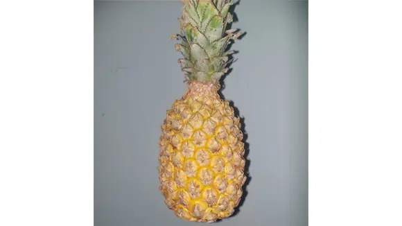 Adding slices of this fruit on top of which dish is a meme on the internet? - Spaghetti, Hamburger, Pizza, Lasagna