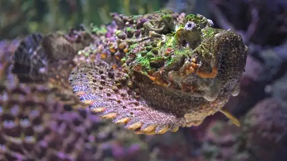 Name this fish species which is considered to be the most venomous fish alive. - Hailbut, Stonefish, Pufferfish, Rockfish