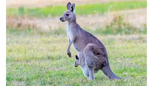 The male group of this animal is known as? - Jill, Mob, Boomer, Pouch