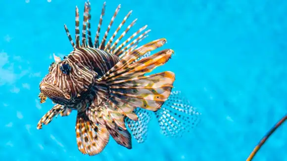 The Roman Catholic Church of which country encouraged its followers to consume this fish on Fridays, Easter and Lent? - Nicaragua, Mexico, Colombia, Brazil