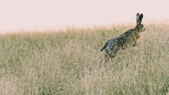 This animal was sacred to which Greek goddess? - Demeter, Aphrodite, Hestia, Hera