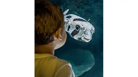 Which character is played by this fish in the show 'Spongebob Squarepants'? - Patrick, Mrs.Puff, Squidward, Gloria