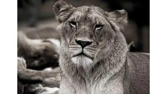 Which country's name has its origins in this animal? - Taiwan, Singapore, Korea, Maldives