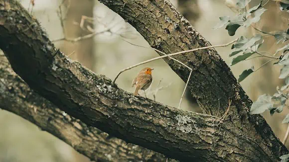 A famous outlaw with the same name as this bird operated in which European country? - England, France, Germany, Italy