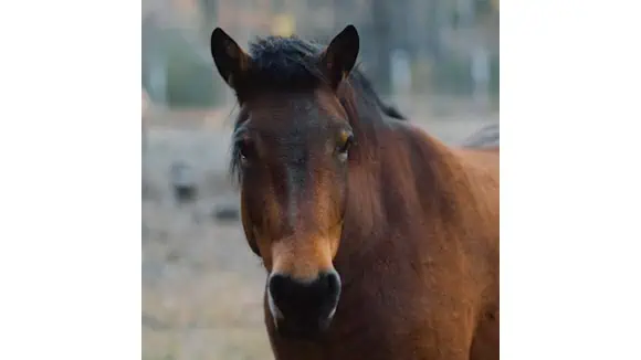 In Greek Mythology, which god created this animal? - Zeus, Poseidon, Hermes, Apollo