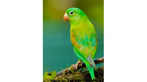 On what date is a day dedicated to this bird celebrated? - 1st May, 1st June, 31st May, 30th May