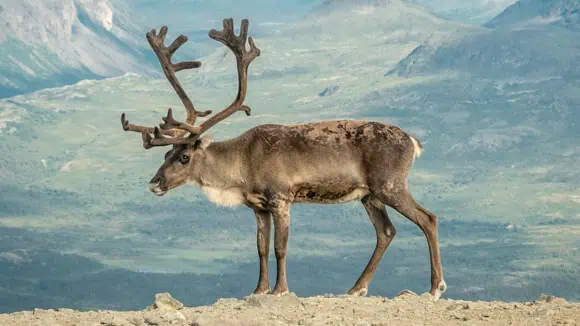 This animal is famous for pulling sleigh of which fictional character? - Bigfoot, Santa Claus, Grinch, Elves