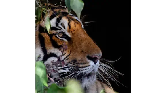 This animal represents which direction in China? - North, East, West, South