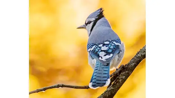 This bird is the mascot of which North American City's baseball team? - New Yor, Toronto, Miami, Richmond