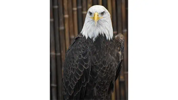 This bird is the patron of which Greek god? - Poseidon, Zeus, Hades, Gaia