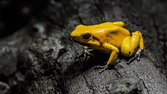 What enables this species of frog to protect itself? - Fast, Poisonous, Camouflage, Symbiotic
