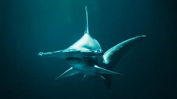 What type of shark is shown in this picture? - Tiger shark, Bull shark, Hammerhead shark, Carpet shark