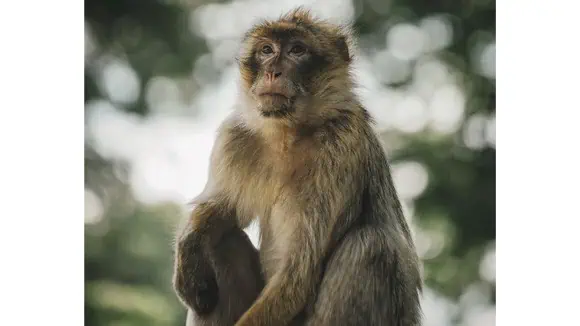 Where does the 'famous three' of this animal refusing to speak, see and hear evil come from? - China, India, Korea, Japan