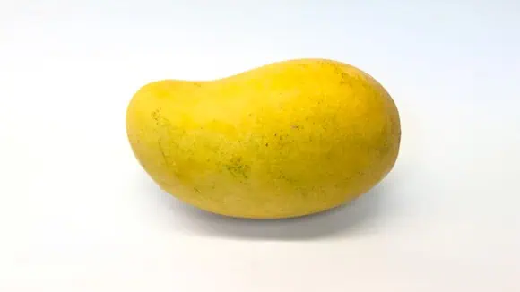 Where is the oldest tree of this fruit found in India? - Nashik, Wardha, East Khandesh, Ratnagiri