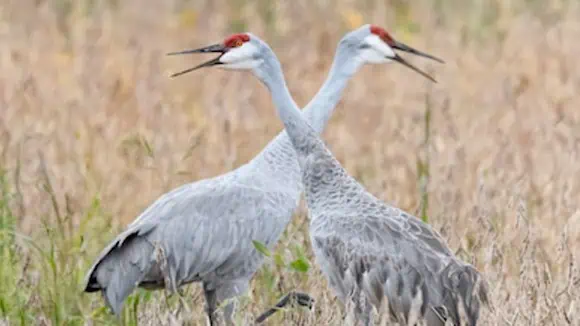 Which country is the main breeding ground for this crane species? - USA, Canada, Russia, Mexico