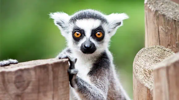 The majority of these animals are found in the wild on which island country? - Seychelles, Mauritius, Madagascar, Maldives