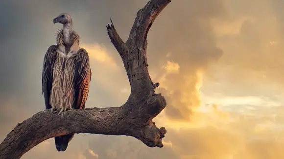 What bird is shown in the visual? - Albatross, Arctic Tern, Vulture, Eagle