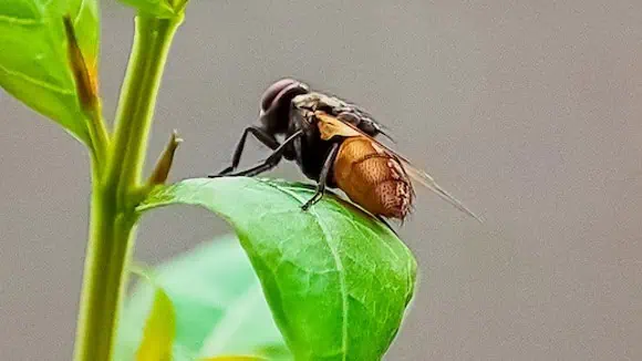 What is the average lifespan of this insect? - 2 weeks, 5 weeks, 8 weeks, 12 weeks