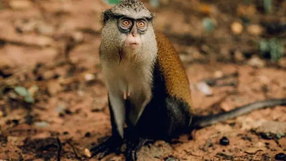 What is the only place outside of Africa, where this primate is found? - India, Brazil, Spain, Grenada