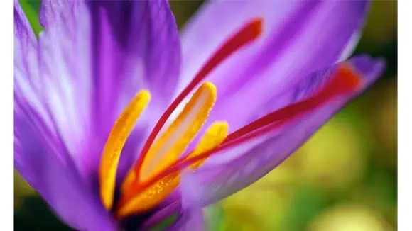 What spice is derived from this flower? - Saffron, Turmeric, Coriander, Cinnamon