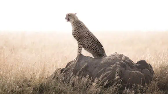 Why is this animal not considered a big cat? - Lack of Roar, Retractable claws, Spots, Size